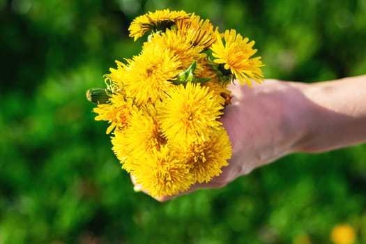 A person is gently holding a vibrant bunch of bright yellow dandelions in their hand, appreciating the beauty of nature and springtime