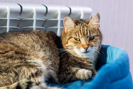 A domestic cat is comfortably laying on a cozy blue blanket that is situated in front of a warm radiator, enjoying the warmth and comfort