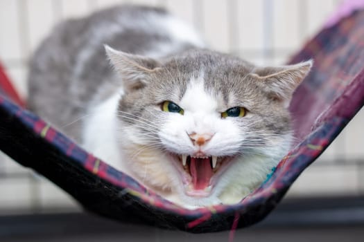 A gray and white cat is comfortably laying in a soft hammock with its mouth open wide, appearing relaxed and content as it basks in the moment