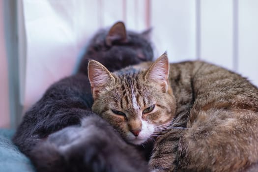 Two fluffy cats are calmly laying on top of each other on a cozy couch, enjoying their time together in the warm living room ambiance