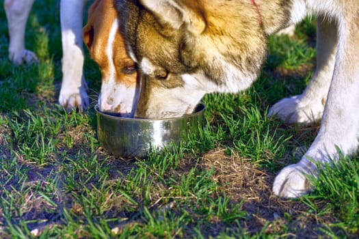 feeling a need to drink something.a domesticated carnivorous mammal that typically has a long snout, an acute sense of smell