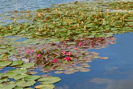a bulbous plant with large trumpet shaped, typically fragrant, flowers on a tall, slender stem