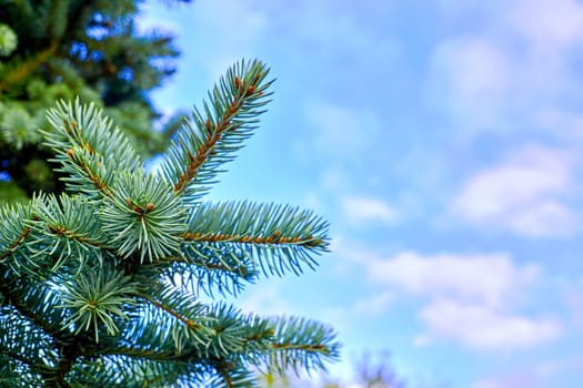 a widespread coniferous tree which has a distinctive conical shape and hanging cones,