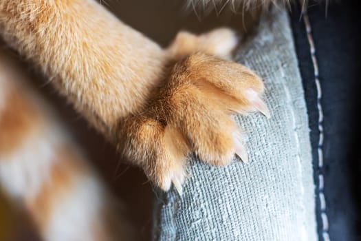 Here is an image showing a closeup view of a cats paw delicately resting on a persons leg, showcasing the fine details of its fur and claws