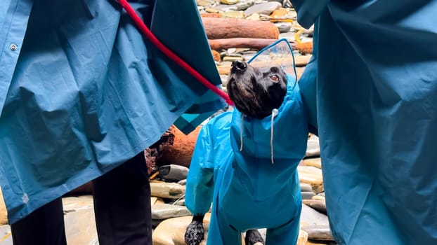 Dog in blue raincoat and cone on leash during walk on rocky terrain.