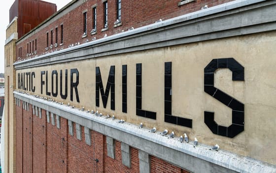 Newcastle, UK - Apr 12, 2025 - Side-view of the BALTIC FLOUR MILLS lettering. The preservation of the original lettering signifies the building's relationship to its history is converted from a former flour mill. Seagulls and their chicks nested on the wall of the Baltic centre of Contemporary art in Newcastle, use it as your Wallpaper, Poster and Space for text, Selective focus.
