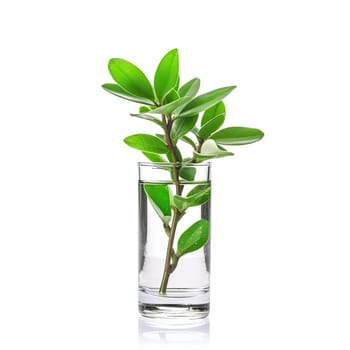 Green plant in a glass on white background