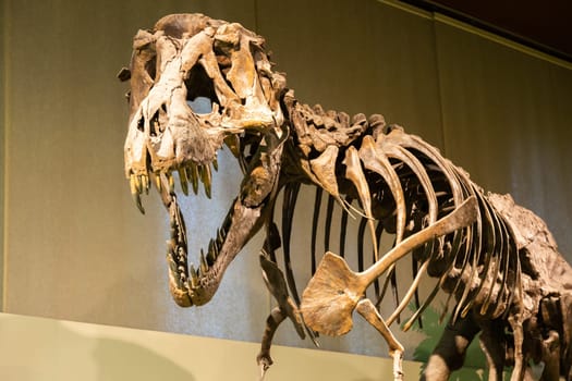 Milan, Italy- January 2023: Tyrannosaurus Rex fossil. Old t-rex skeleton in museum