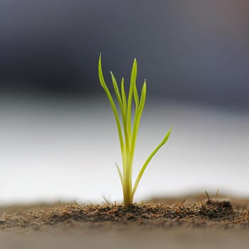 Young green seedling illustrating concept of new life and natural development