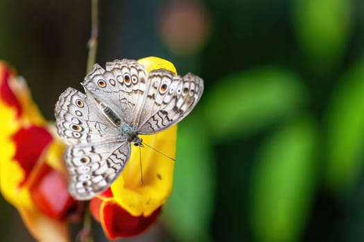 Grey pansy butterfly (Junonia atlites) is resting on colorful flower. Horizontally.