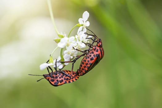 Mating pair of Striped bug  (Graphosoma lineatum) posing on a white bloom of hemlock closeup. Horizontally.