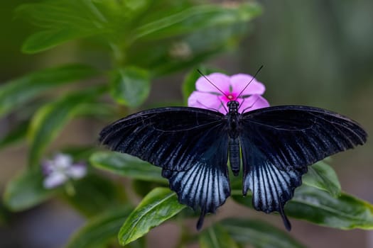 Closeup of a black-winged butterfly resting on a pink flower. Horizontally.