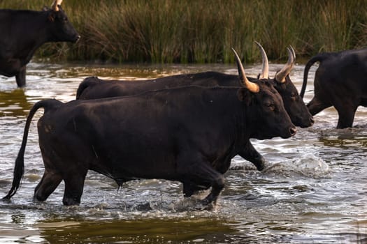 Bulls in the camargue land accross the river, France