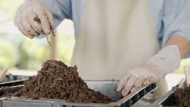 Hands holding worms with soil, organic fertilizer farming concept, farmer showing group of earthworms in his hands, Production of vermicompost from household food waste