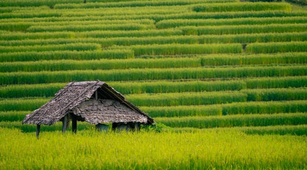 Green rice terraces with a traditional hut in countryside. Rural lifestyle, seasonal farming, and natural harmony in northern Thailand. Eco farming, peaceful nature, and traditional culture in Asia.