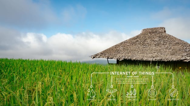 Smart farming concept. Traditional Asian rice field, where green crops thrive under blue sky and IoT technology connects rural landscape with modern agricultural innovation. Sustainable development.