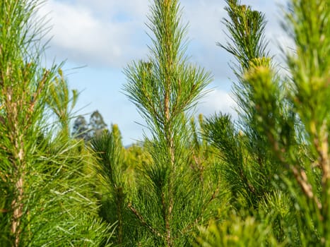 Green foliage of plantation pine tree closeup in New Zealand.