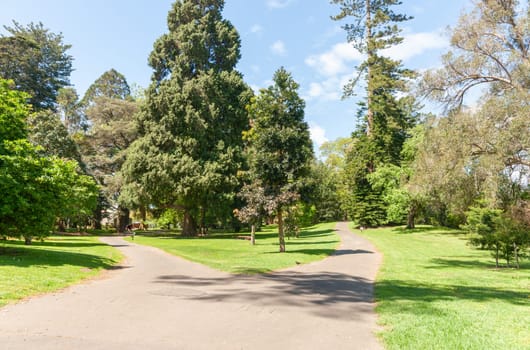 Fork in path offers options through trees in public park at Yatton Park Tauranga.