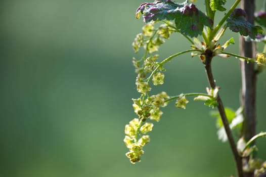 A close-up view features delicate currant blossoms, their pale petals creating a serene, natural scene against a soft green backdrop.