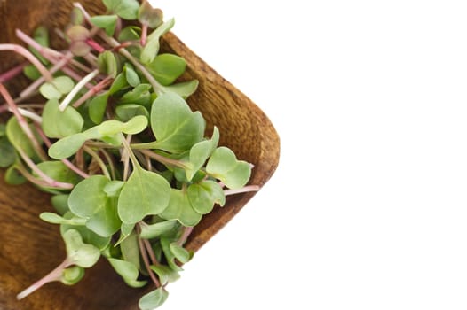 Fresh radish microgreens with vibrant green leaves and pink stems elegantly arranged in a wooden bowl. Perfect for healthy salads, garnishes, and culinary presentations