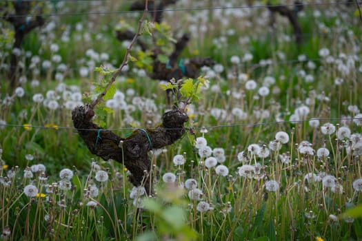 Vines are sprouting new leaves amid a field dominated by fluffy pissenlit flowers, creating a picturesque spring setting in the vineyard, full of vibrant greenery and life.