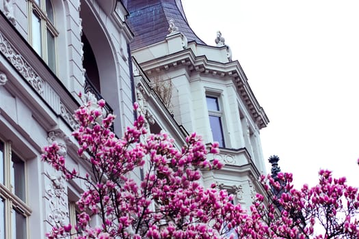Magnolia tree with charming pink flowers blooms in spring against the backdrop of the facade of a white old beautiful architecture. High quality photo