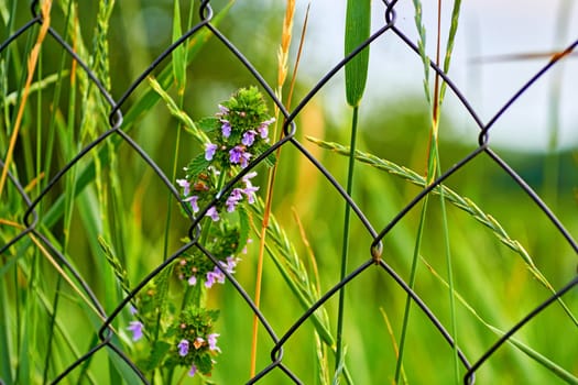 A perennial herbaceous summer plant with a quadrangular, erect, branched stem.