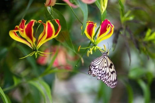 Beautiful rice paper butterfly is posing on coloeful flower. Horizontally.