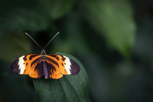 Beautiful Five-spotted longwing butterfly sitting on green leaf. All on the dark simple background. 