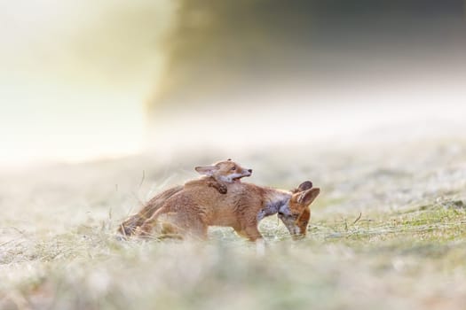 Cute pair of two red foxes playing in the field.  Horizonzally. 