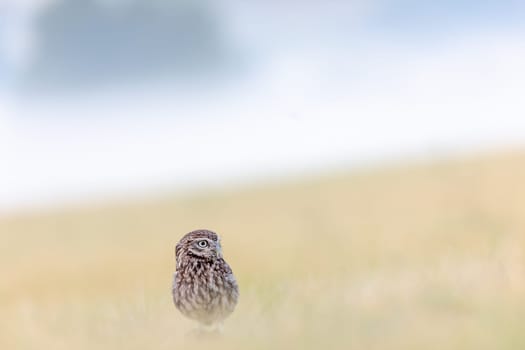 Cute Boreal Owl sitting alone at the bottom of the picture in summer cornfield with early morning fog in the background.. Horizontally. 