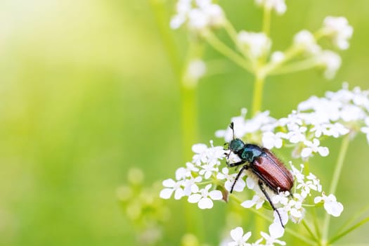 Phyllopertha horticola, the garden chafer or garden foliage beetle, is a beetle from the family Scarabaeidae.