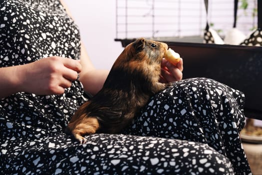 A pet guinea pig sits on its owner's lap, nibbling on a treat while the owner gently strokes it. They relax in a warm indoor environment filled with small animal care items.