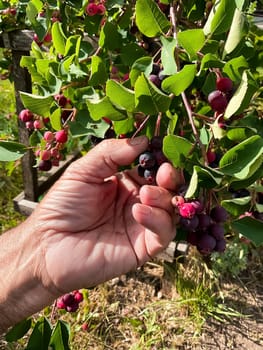 Harvesting ripe saskatoon berries in sunlit garden.