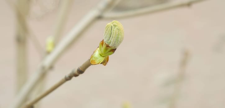 Spring bud on branch, copyspace