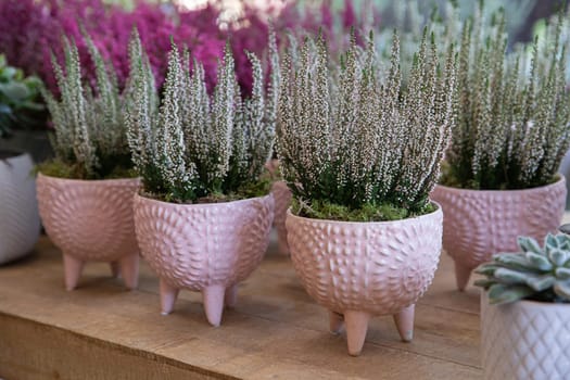 Beautiful potted plants with slender green stems and fine white blooms are displayed in charming textured planters on a wooden shelf in a floral shop, creating a tranquil atmosphere.