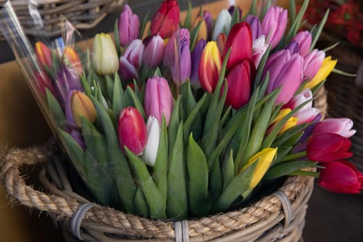 Basket full of colorful tulip bouquets at the flower garden shop in spring. Horizontal. Close-up.