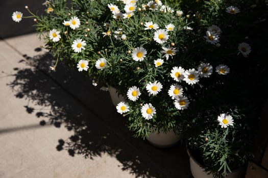 Blooming garden daysies Leucanthemum vulgare, commonly known as the ox-eye daisy, oxeye daisy, dog daisy potted at the greek flower shop in springtime. Horizontal. Daylight.