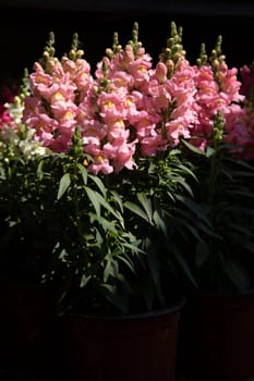 Snapdragon flowers in shades of pink stand tall in pots, basking in warm sunlight at a nursery. Lush green leaves complement the blooming flowers, showcasing natures elegance and charm.