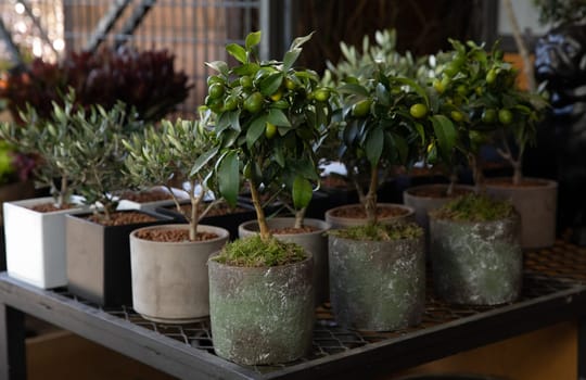 Decorative small fruit-bearing trees of kumquat or Citrus japonica plant from the Rutaceae family at the greek garden shop in February. Horizontal. Daylight. Close-up.