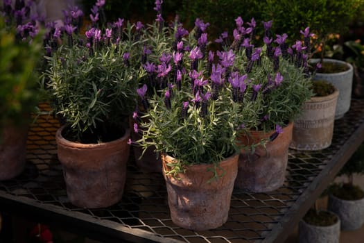 Lavandula stoechas, the Spanish lavender or topped lavender or French lavender flowering plant in the ceramic pots on the shelf of a Greek flower shop in springtime. Horizontal. Close-up.