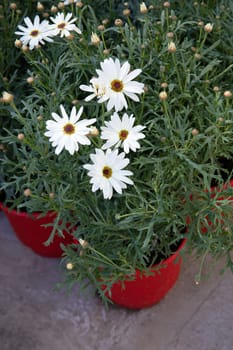 Beautifully blooming white Dimorphoteca or African daisies potted in the greek garden shop - springtime. Vertical. Daylight.