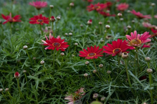 Beautifully blooming Dimorphoteca or African daisies in red color in the greek garden - springtime. Horizontal. Daylight. Selective focus. Close-up.