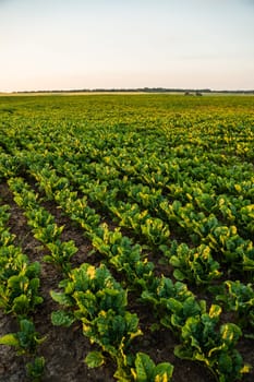 A cultivated field with small green beet plants stretching toward the setting sun. Represents early agricultural season and soil fertility.