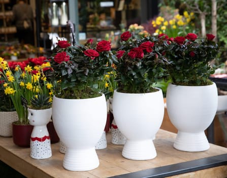 Miniature red roses in pots in a flower shop. Horizontal. Daylight.