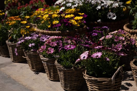 Variety of baskets full with beautifully blooming Dimorphoteca or African daisies in purple, yellow, white colors potted in the greek garden shop - springtime. Horizontal. Daylight.
