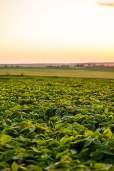 Close-up view of healthy organic soybean plants illuminated by soft sunset light. Represents eco-friendly farming, plant-based nutrition, and non-GMO agriculture in a natural rural setting.