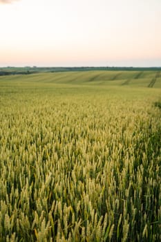A golden wheat field stretches into the horizon under a soft evening sky. The image highlights mature grain crops ready for harvest, symbolizing traditional farming.