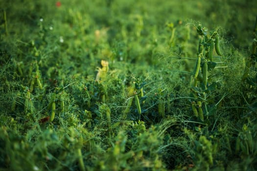 Close-up view of green pea plants with visible pods and vines. A perfect image to illustrate organic vegetable farming and fresh garden production.