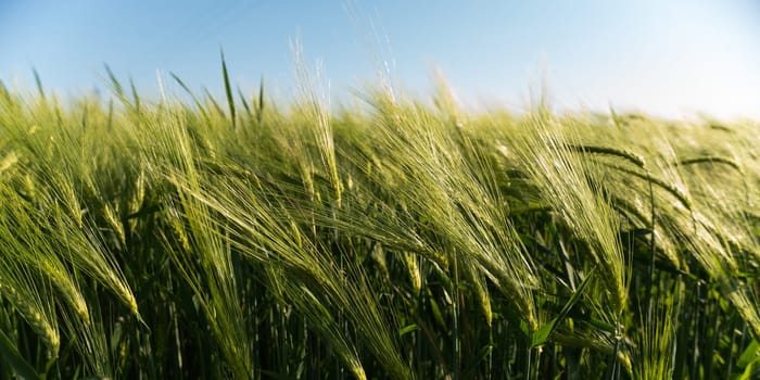 Close-up view of green barley gently moving in the wind under a clear sky. A perfect image to illustrate natural beauty, seasonal growth, and the harmony of farming and nature.